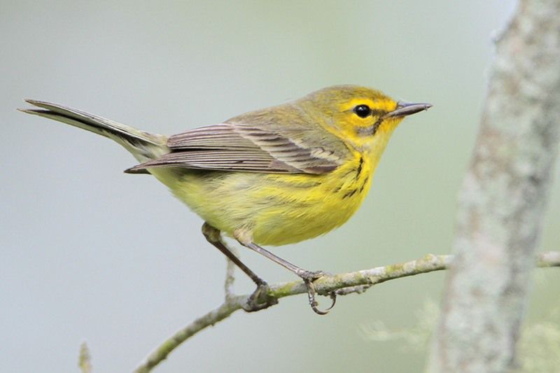 Prairie Warbler