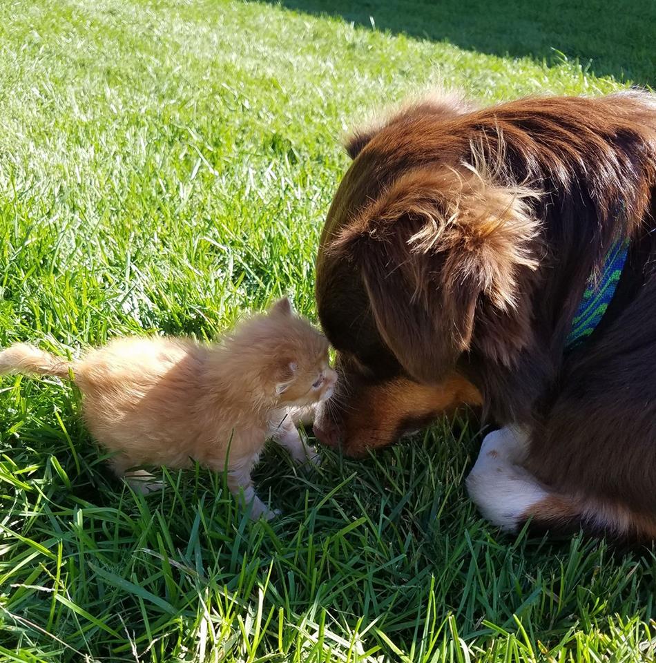 Animal Shelter Northeast Nebraska AdoptHumane Society