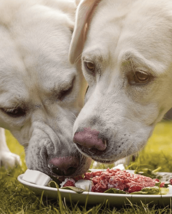The Raw Dog Food Diet and Why it’s Risky Business