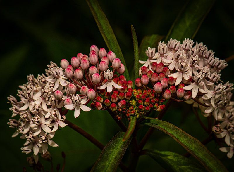 Aquatic Milkweed