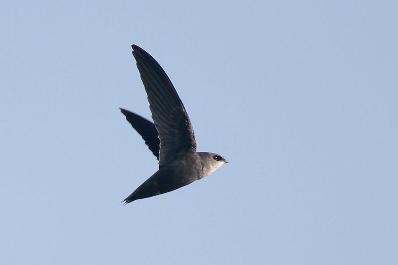 Chimney Swift