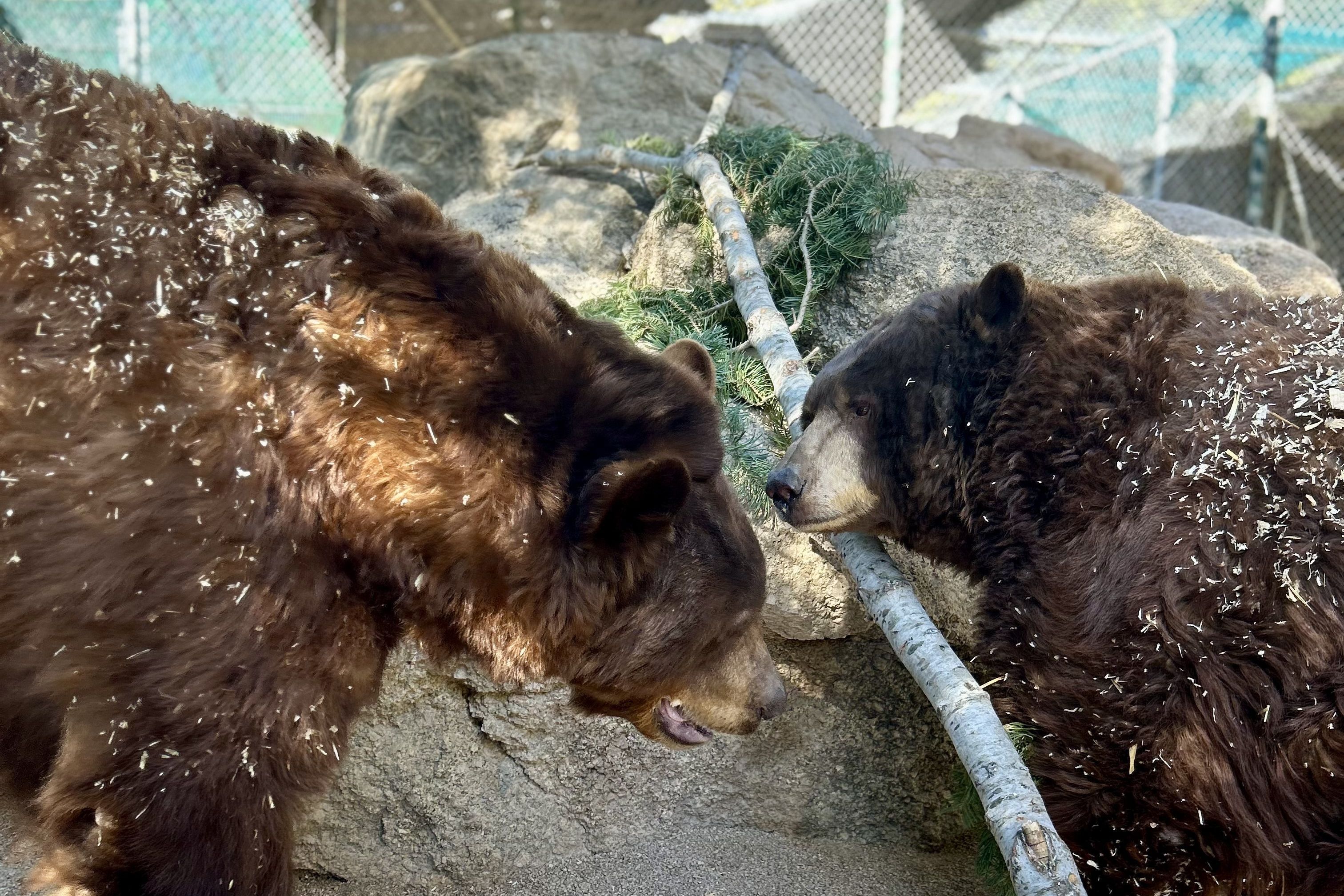 Despite the loss of an eye, Cascabel the mountain lion, has a good life here at the sanctuary.