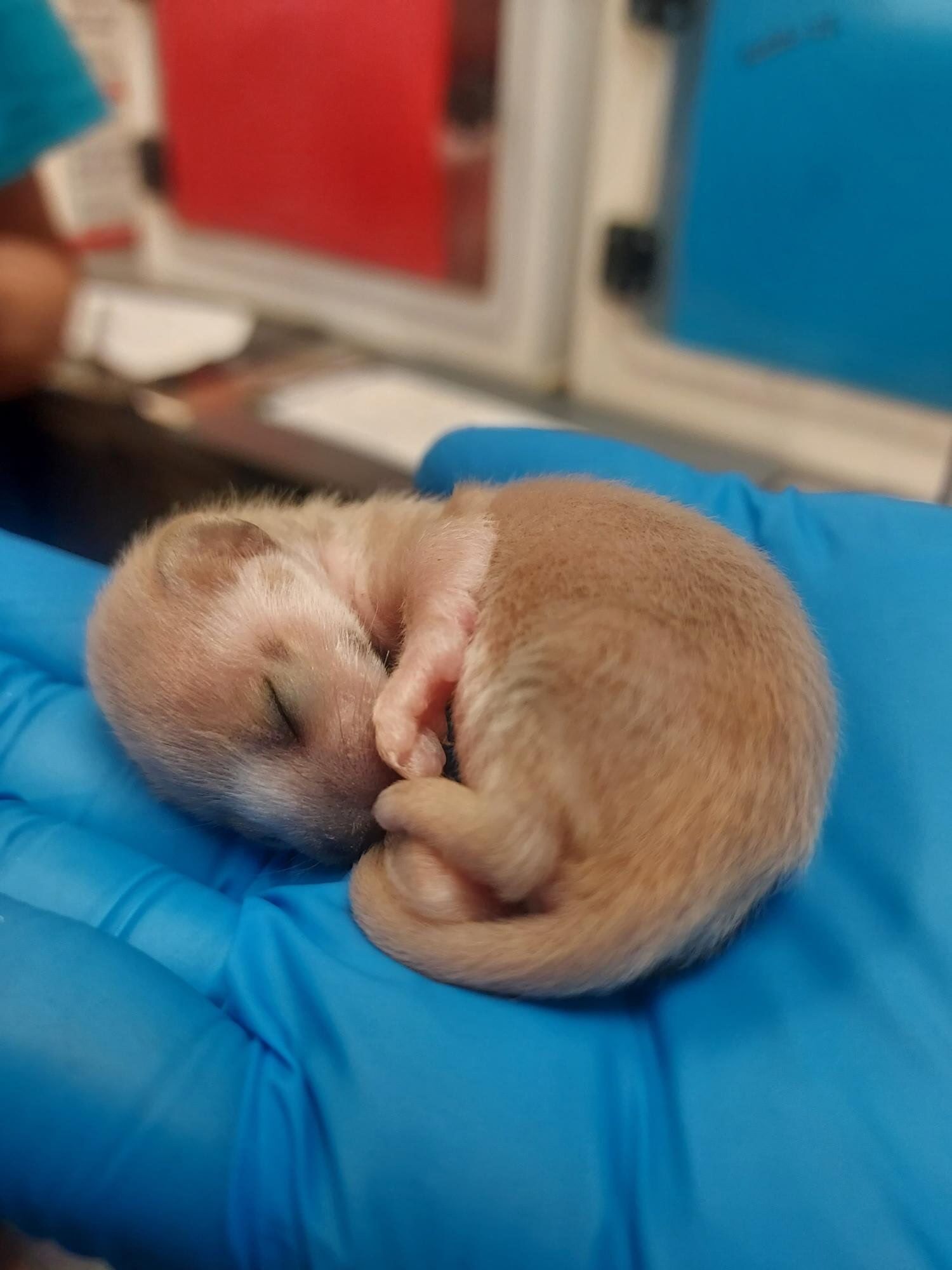 Rescued Baby Weasel weighs the same as a single strawberry