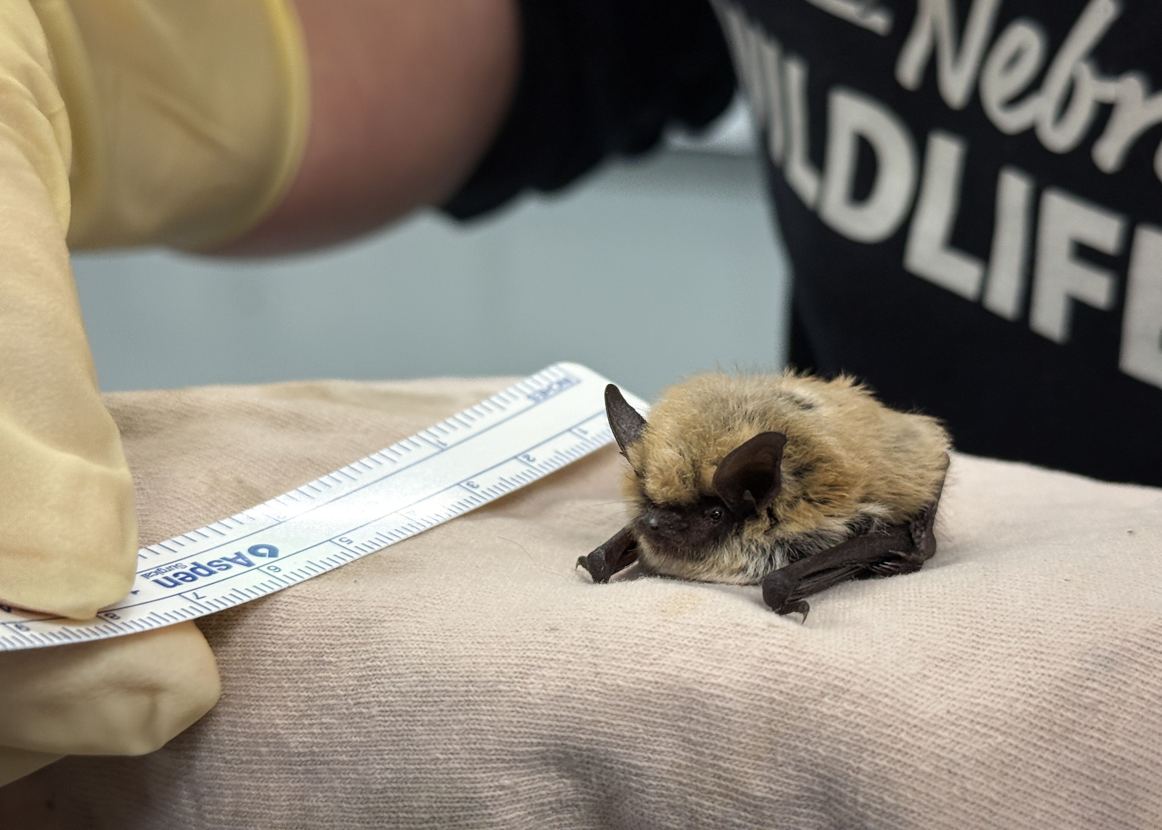 Your support ensures hundreds of orphaned & injured raccoons return to the wild every year.
