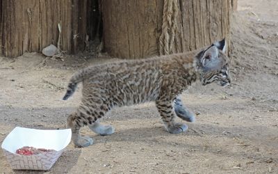 Bobcat kitten rehabilitation Southwest Wildlife