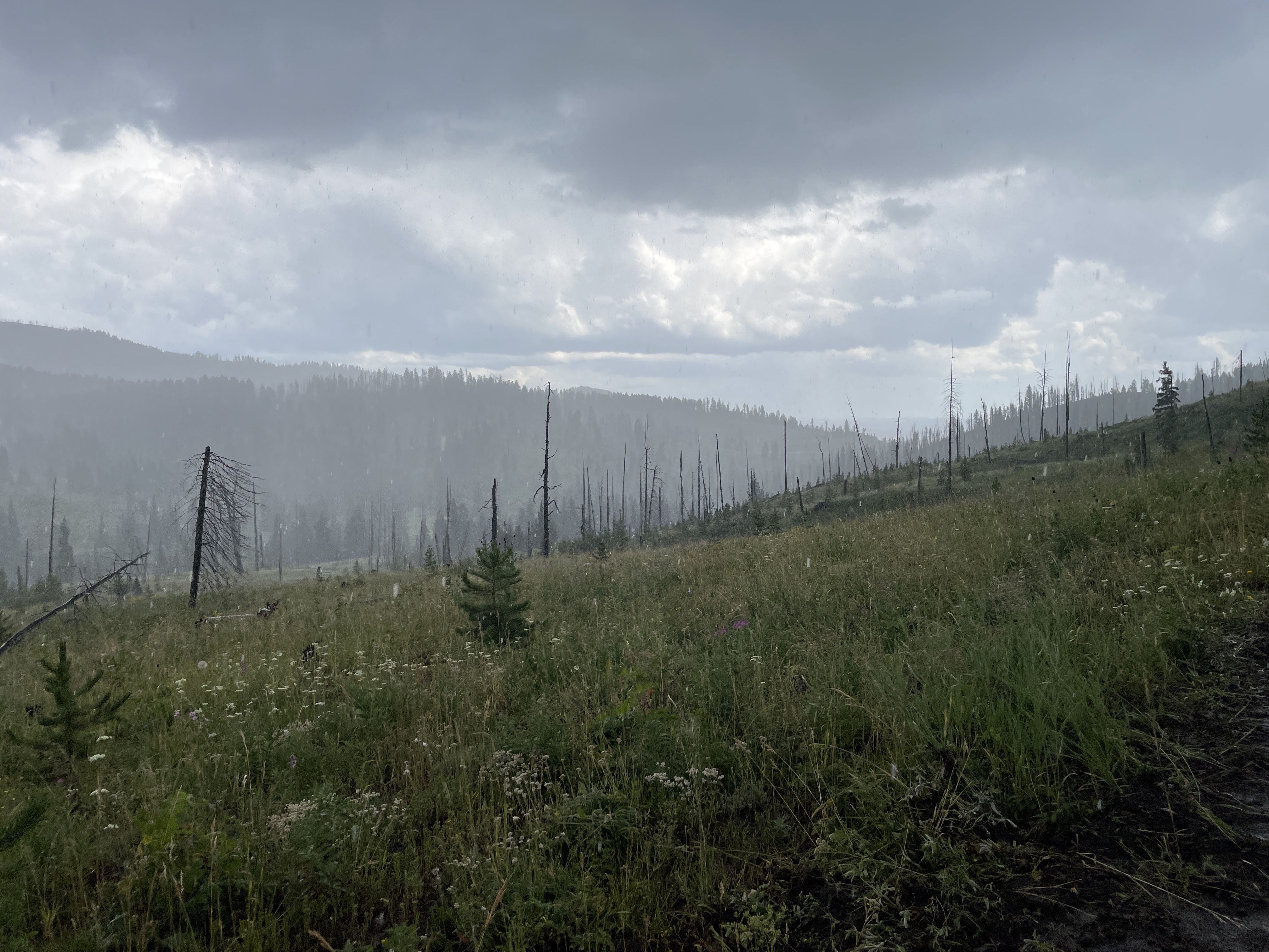 A misty mountain hillside