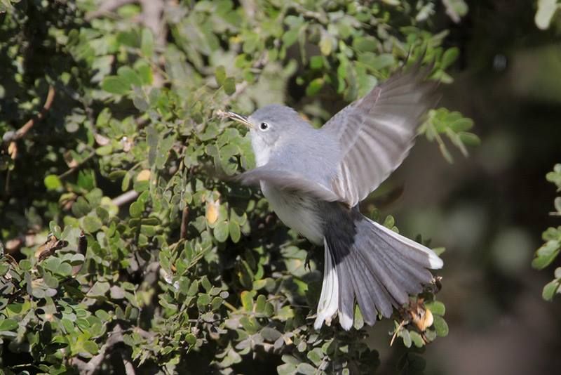 Black-tailed Gnatcatcher Identification, All About Birds, Cornell Lab of  Ornithology