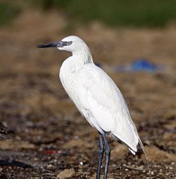 Egret, White, Wading, Heron