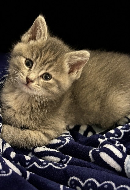 Reese - Adoption Pending
