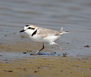 Beak of the Week: Snowy Plover