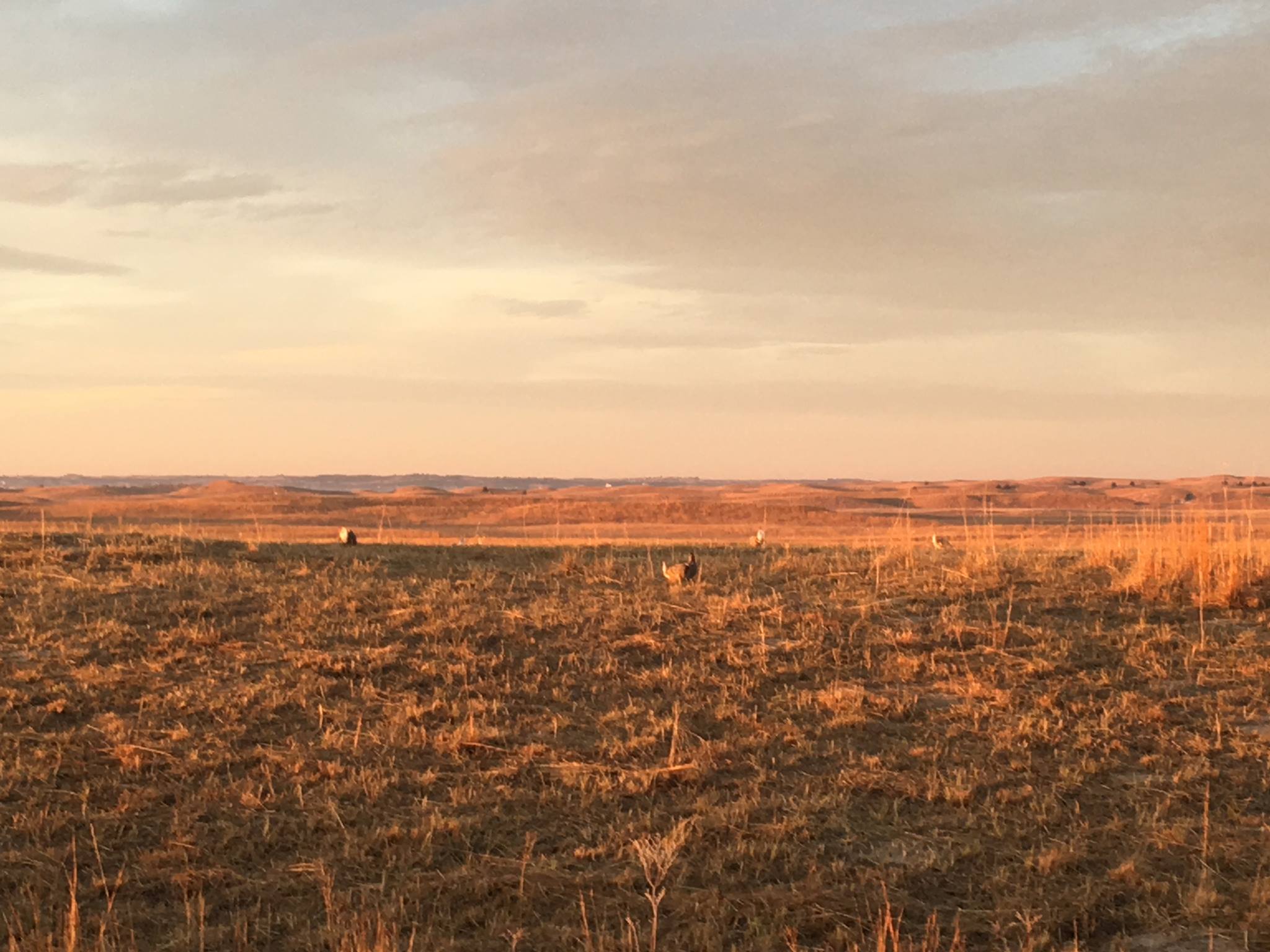 CE: Great Prairie Chicken and Sandhills Tour