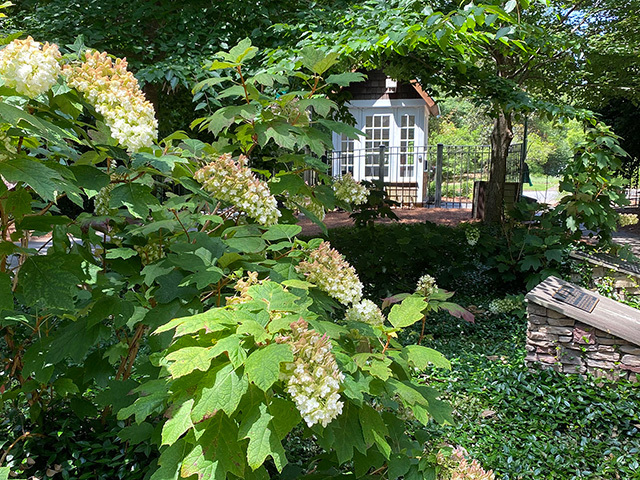 Hydrangea Society Meeting at Aldridge Gardens