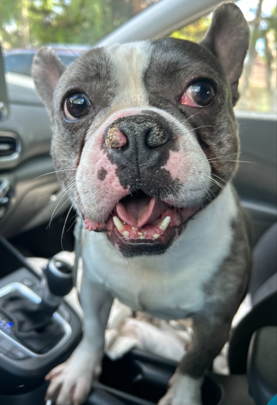 Rambo