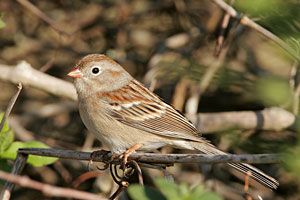 Field Sparrow