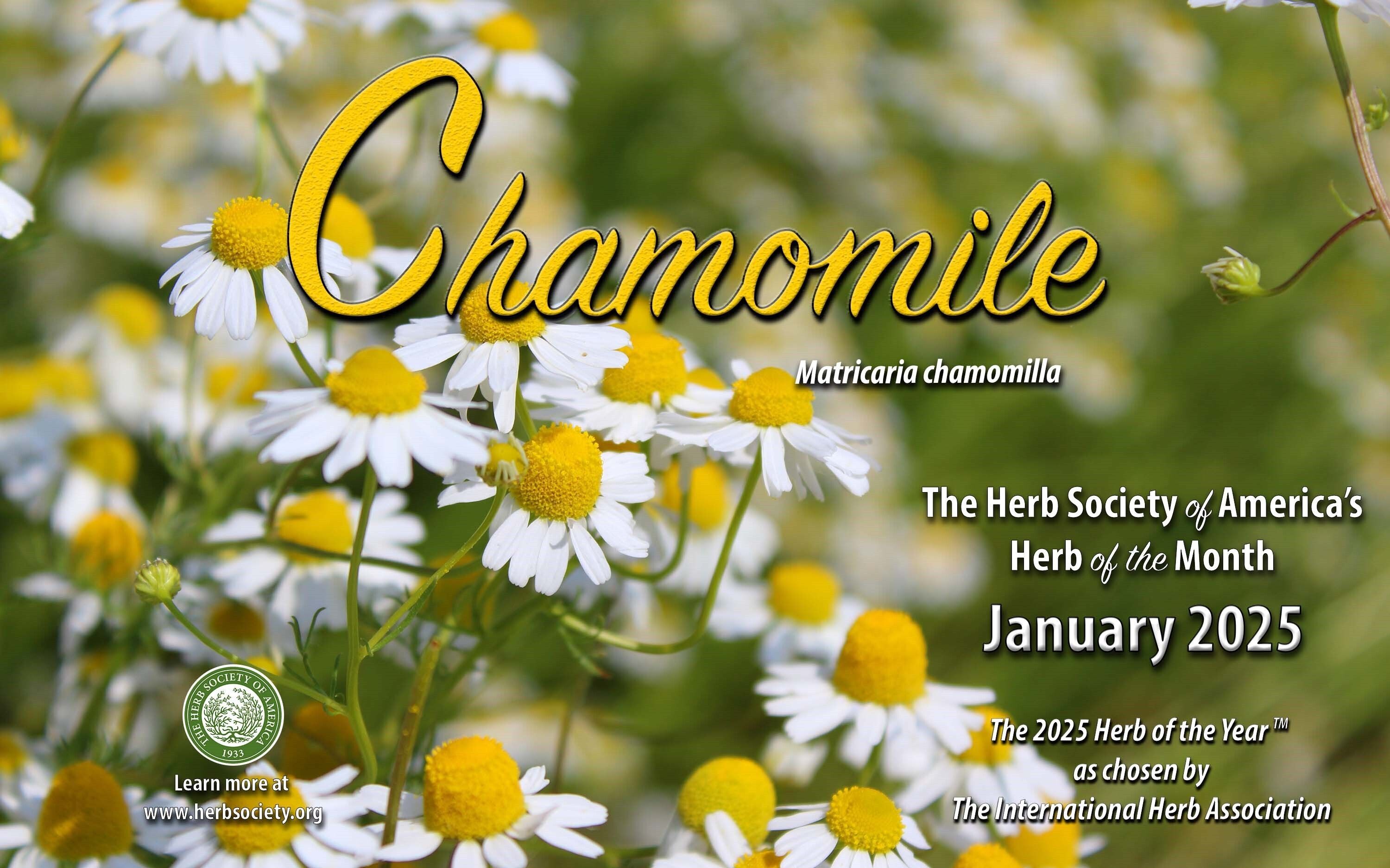 January Chamomile