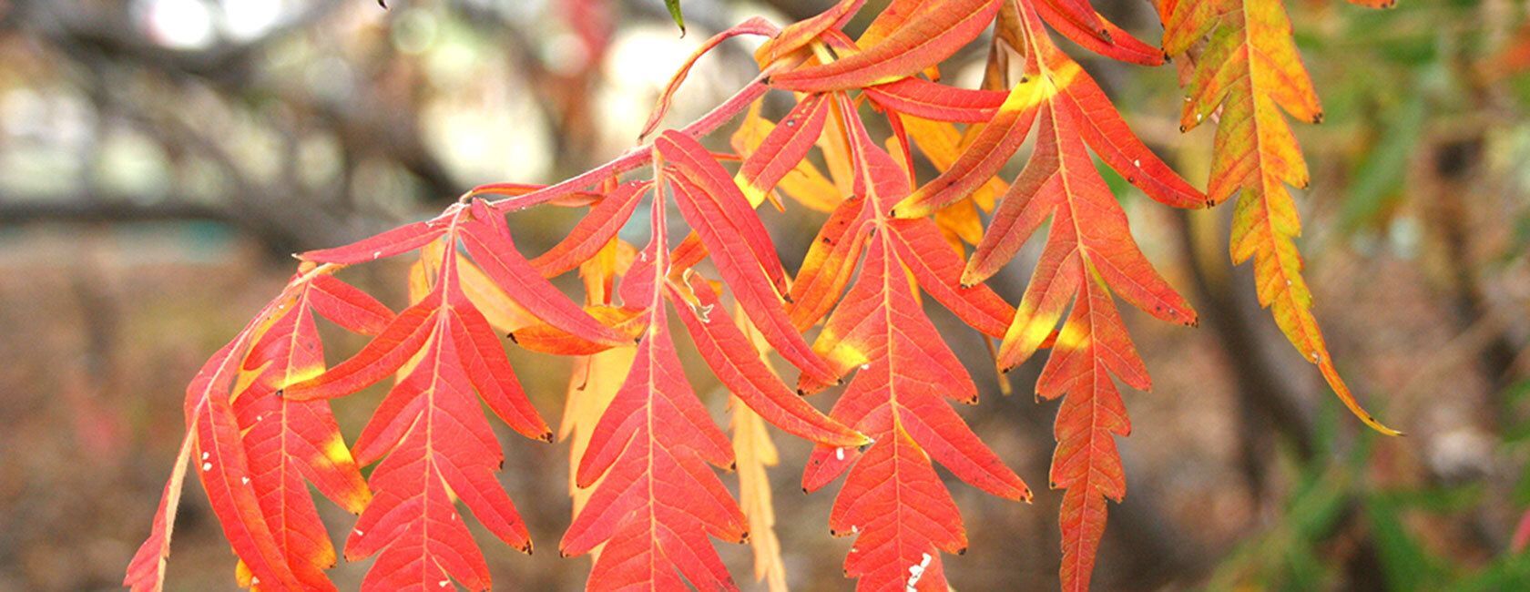 Cluster of red and yellow autumn leaves on a branch.