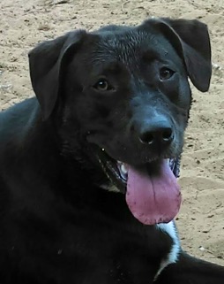 Pennie - ADOPTED