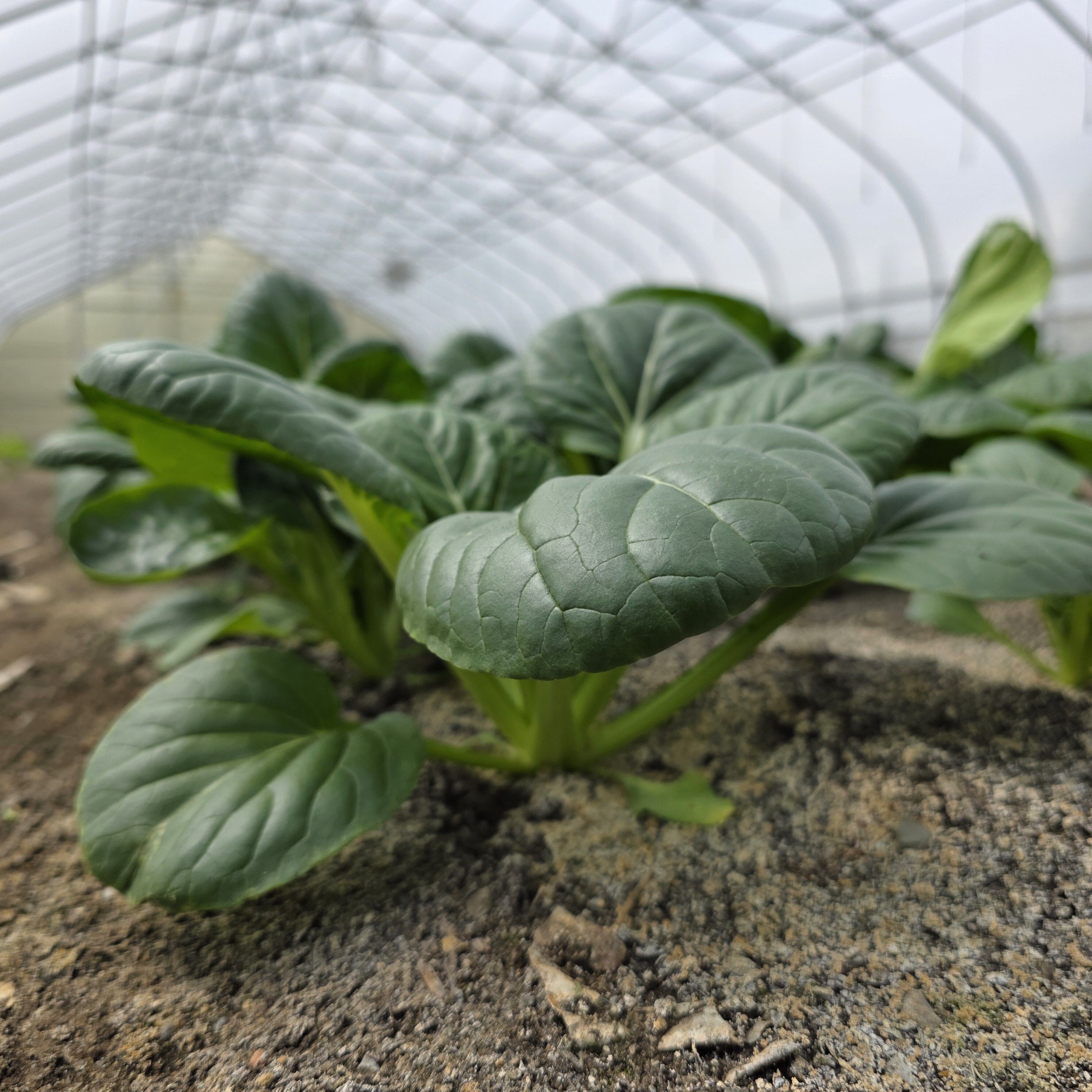 Tatsoi