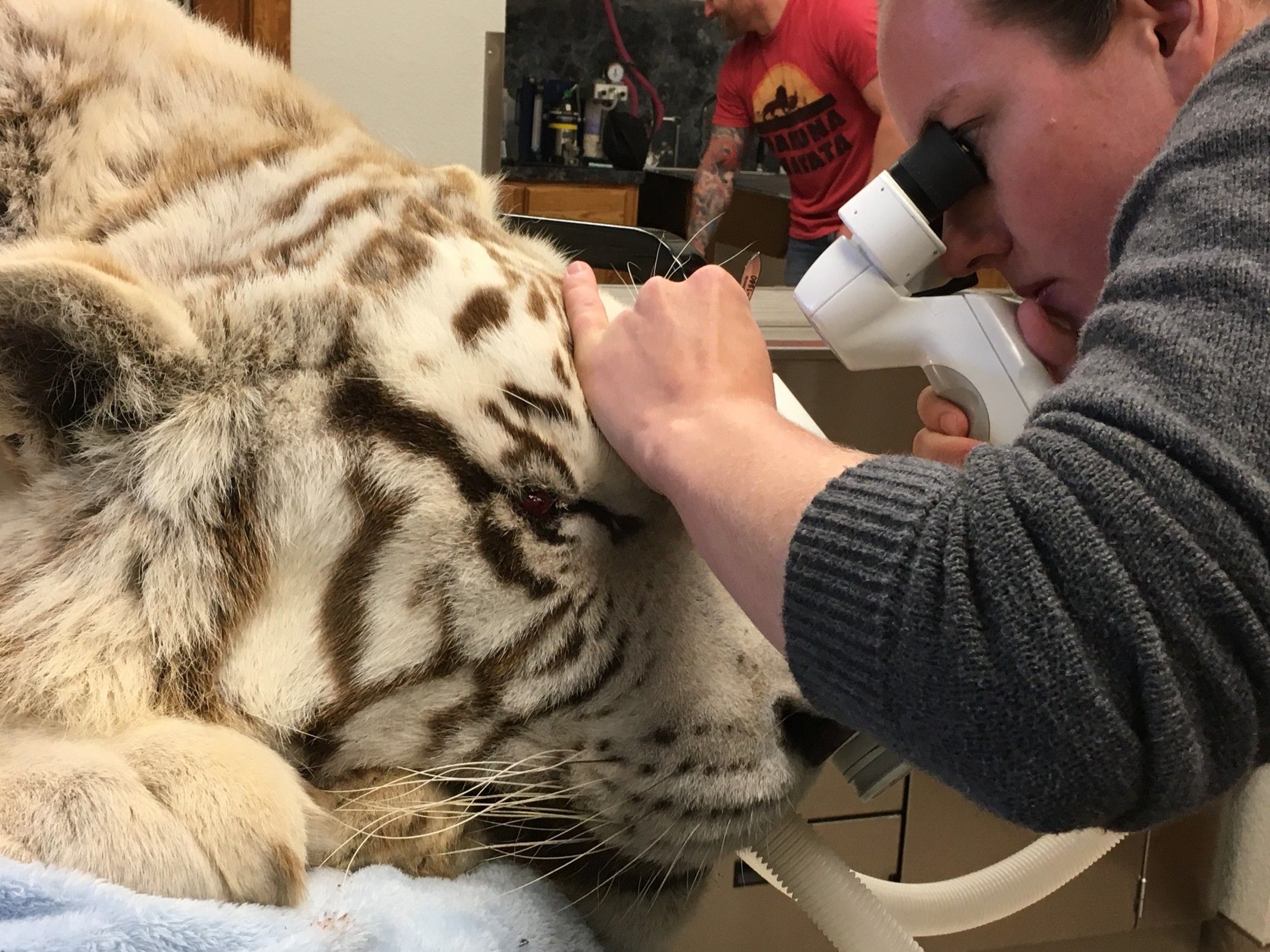 veterinary specialist examining a white tiger