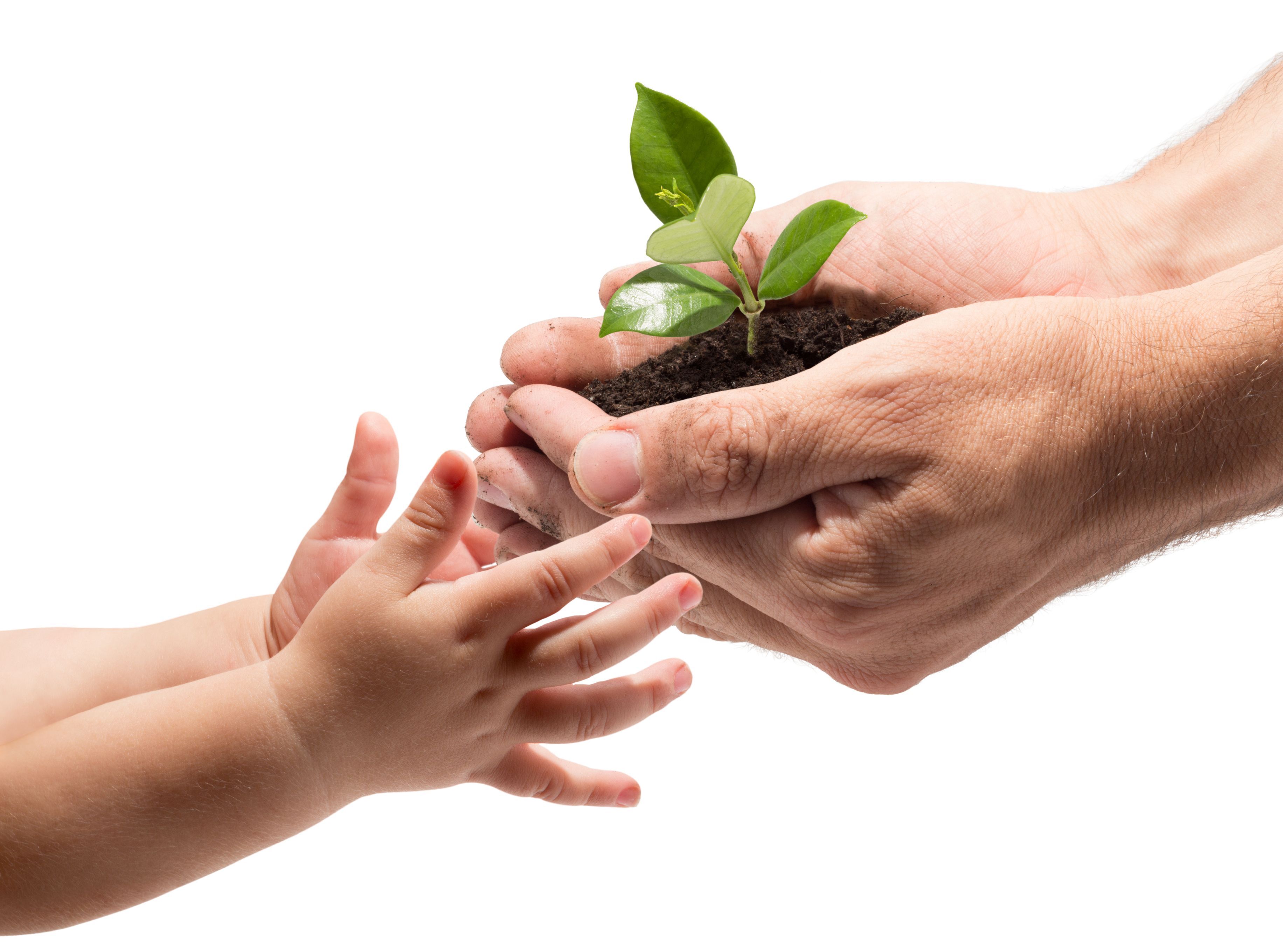 Photo of grown hands holding a plant giving it to younger hands. 