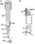 This picture shows the structural and functional similarities between photoreceptors and hair cells