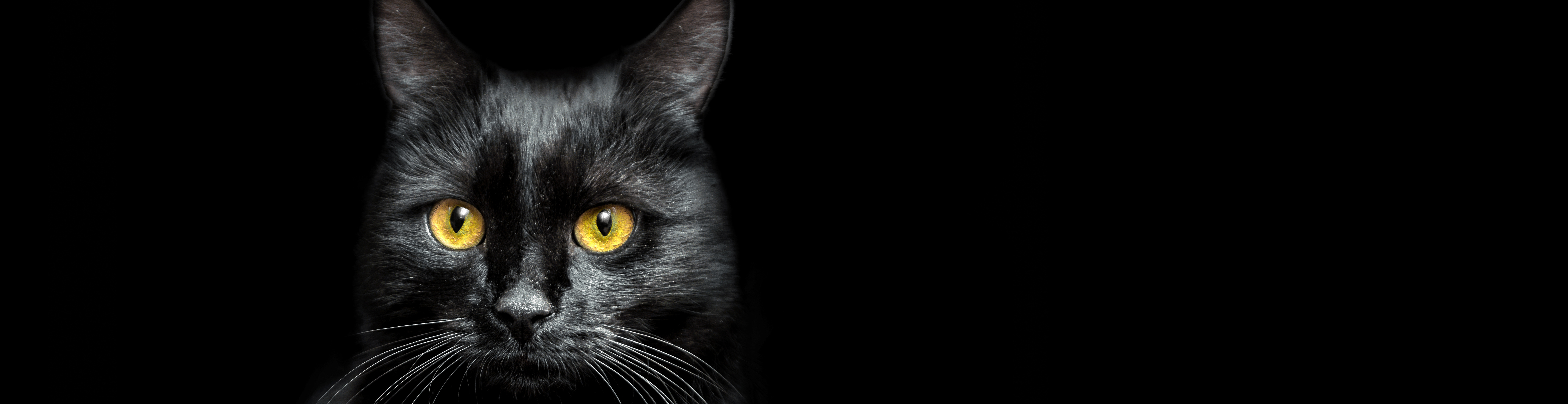 Toledo Animal Rescue : Adopt : Adopt Black Cats