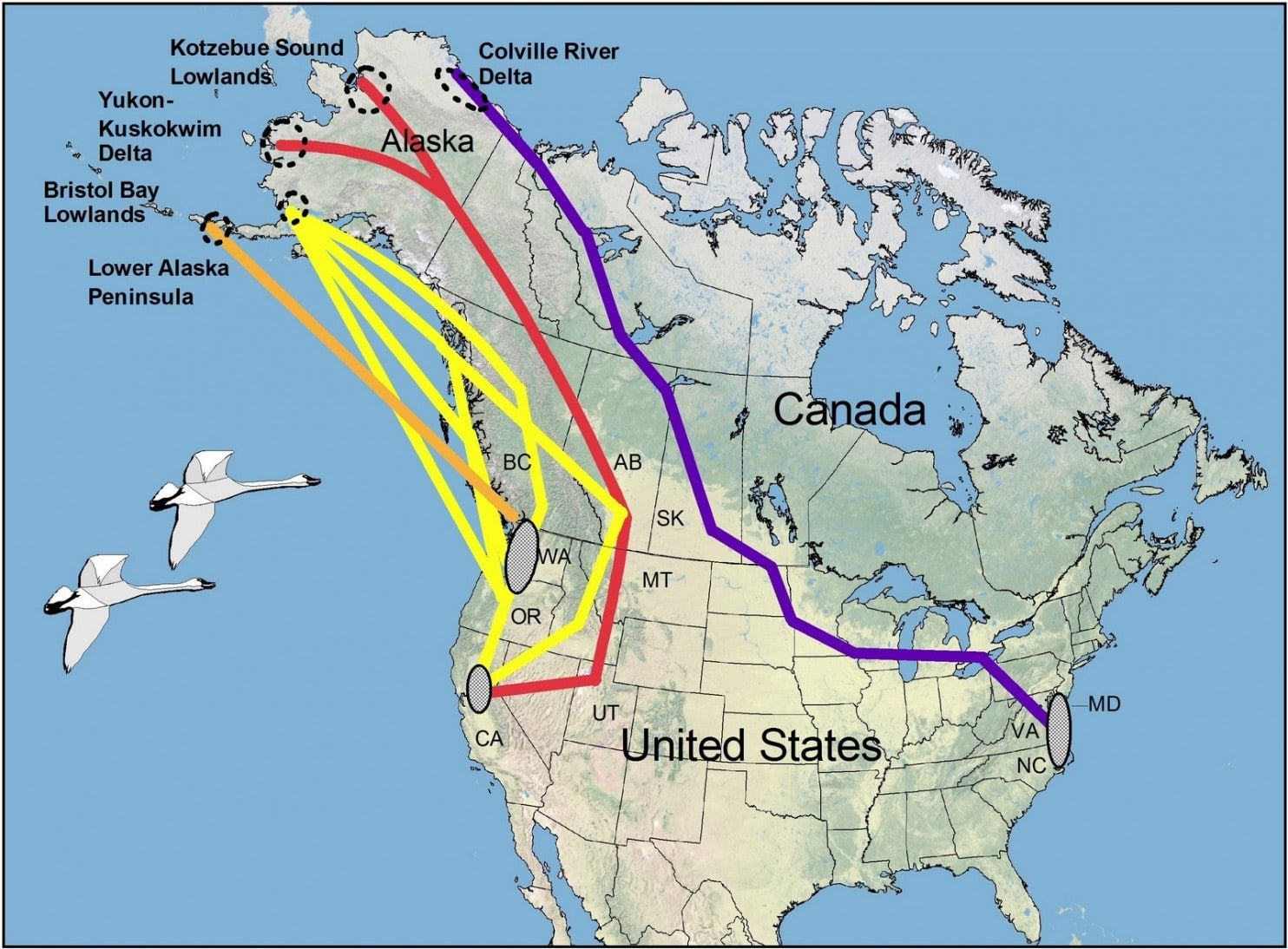Tundra Swan- North American migration routes