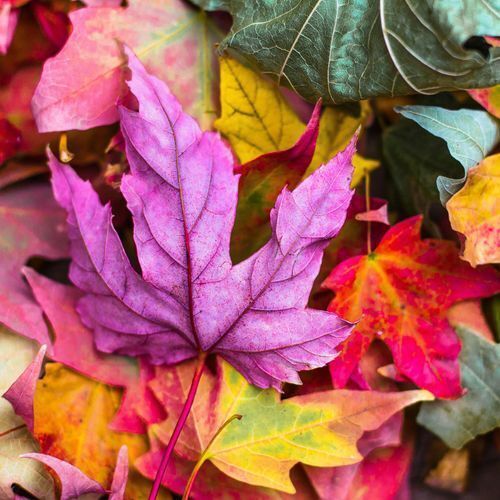 2025 Fall KDA Newsletter