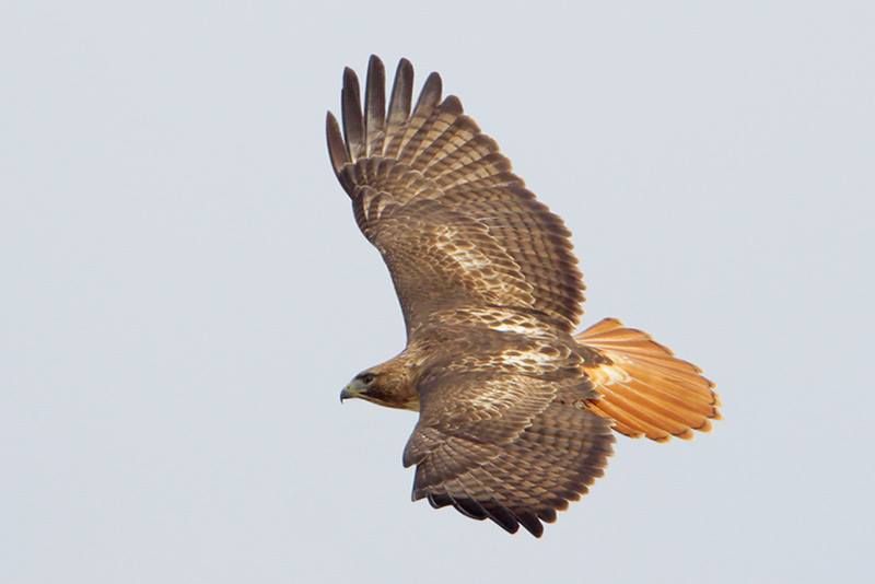 Red-tailed Hawk