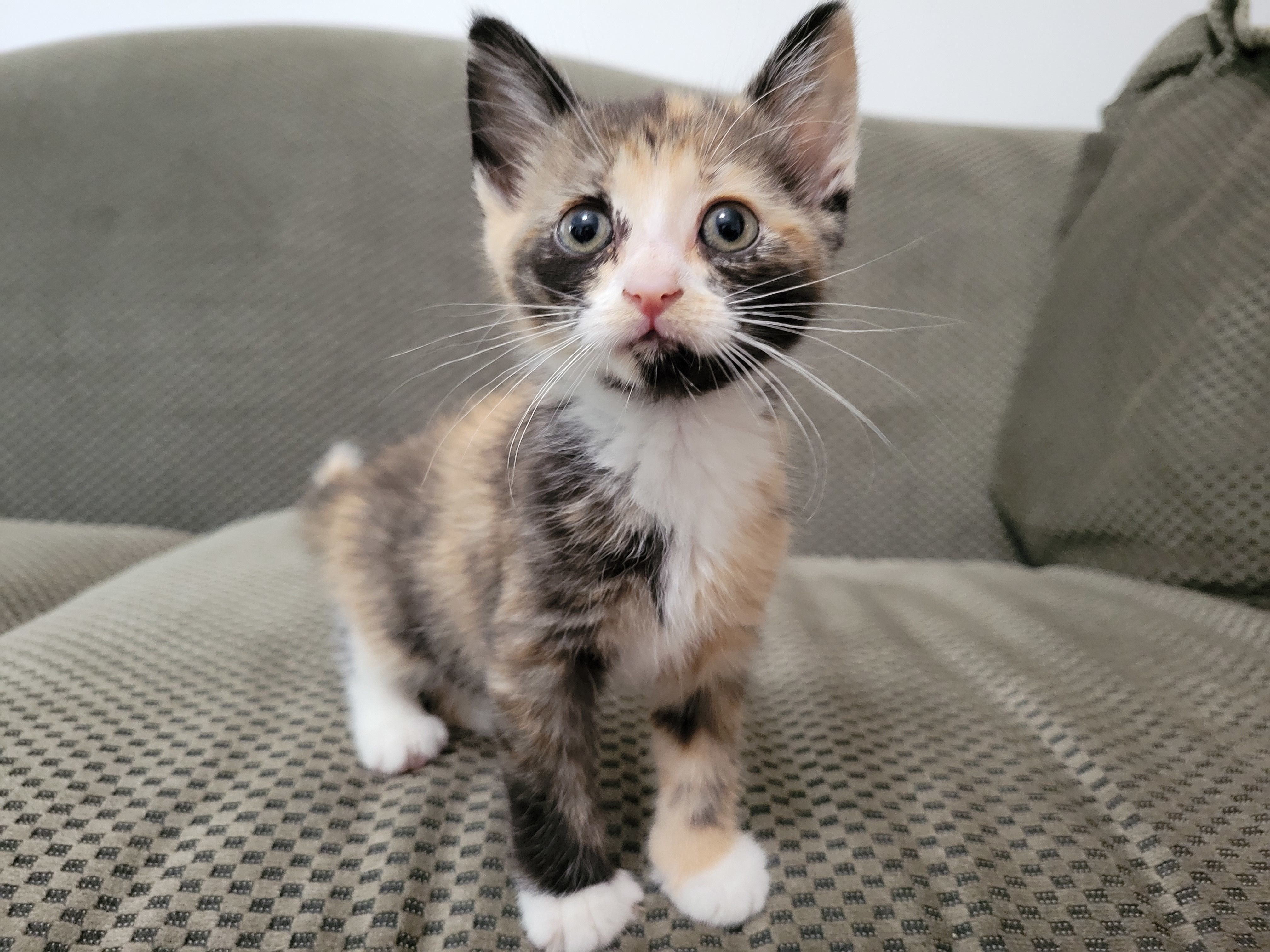 Saving More Lives through Our Feline Foster Program
