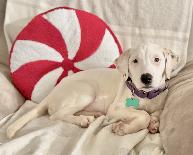 Popcorn - ADOPTION PENDING