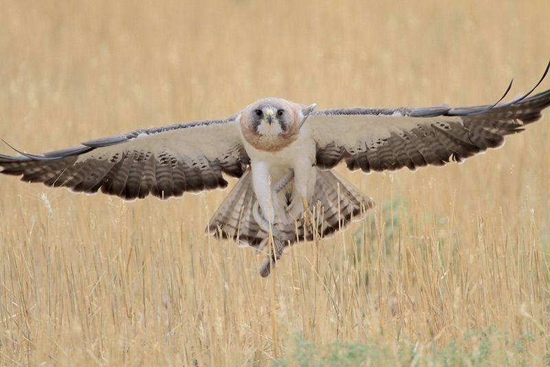 Swainson's Hawk