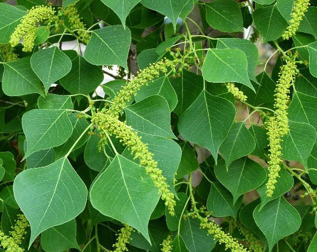 The heart-shaped leaves of the invasive Chinese Tallow plant is shown