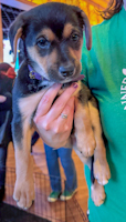 Ophelia - ADOPTED