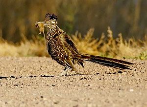 Greater Roadrunner