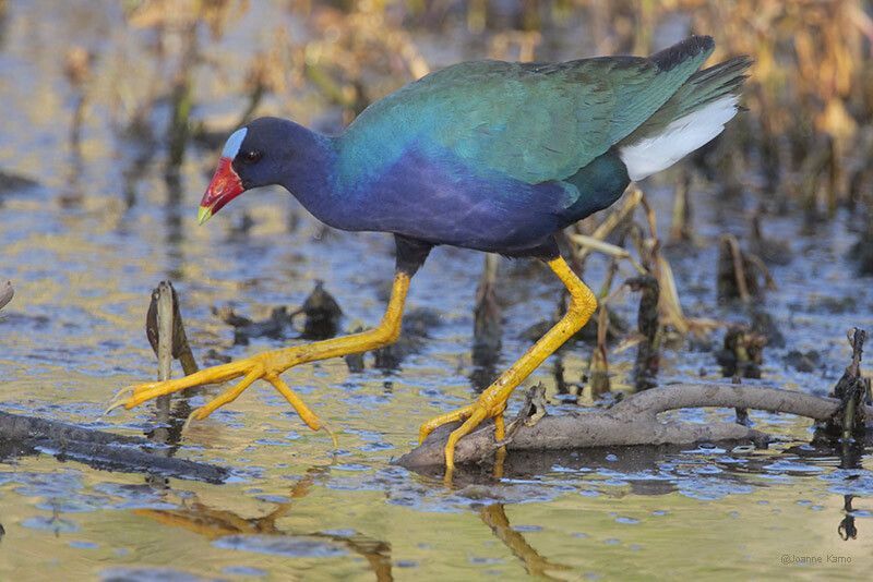 Purple Gallinule