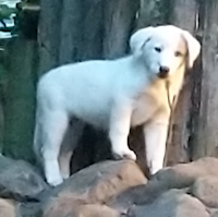 Carmen - ADOPTED