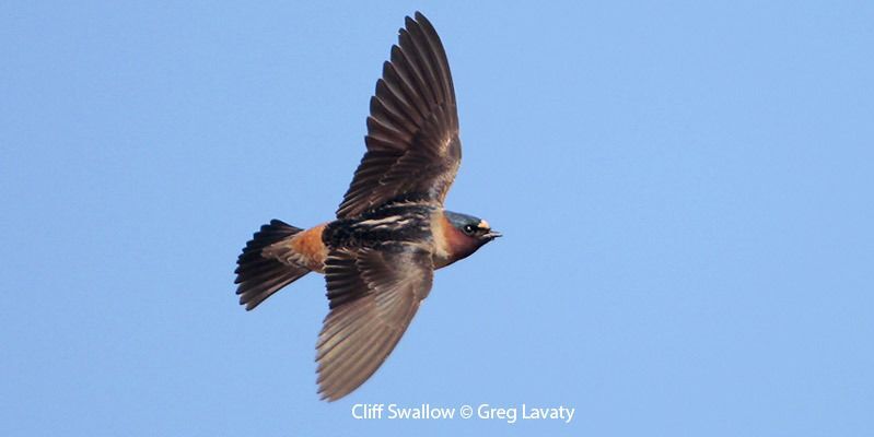 Cliff Swallow