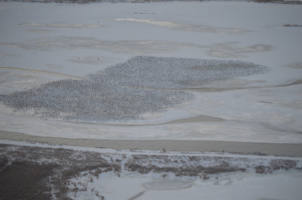 Sandhill Crane Count Week 3 - 2019