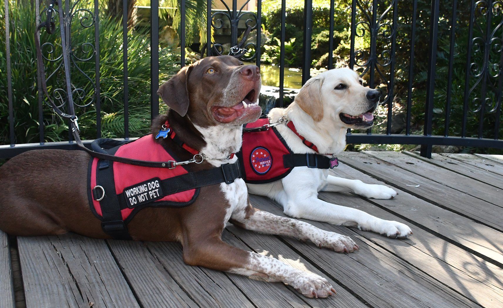 10 FAQs About Service Dogs