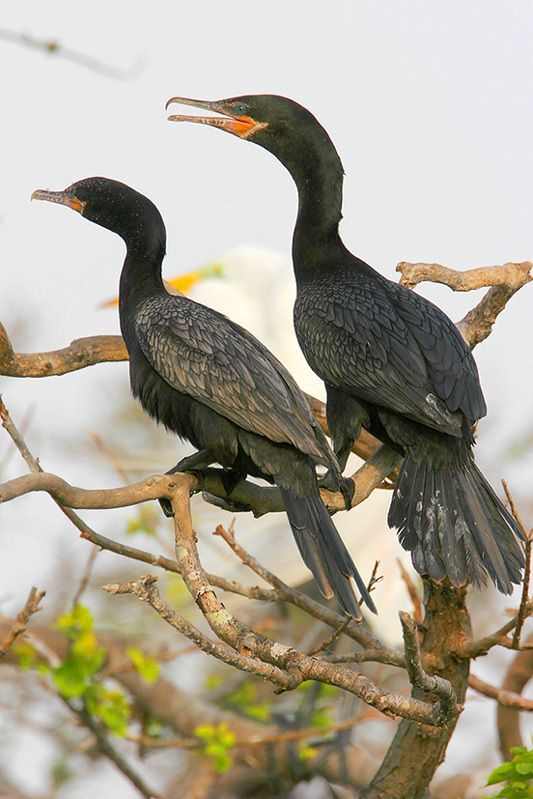 Neotropic Cormorants