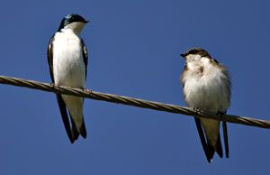 north texas tree swallows