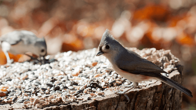 The Bird Seed Sale is BACK!