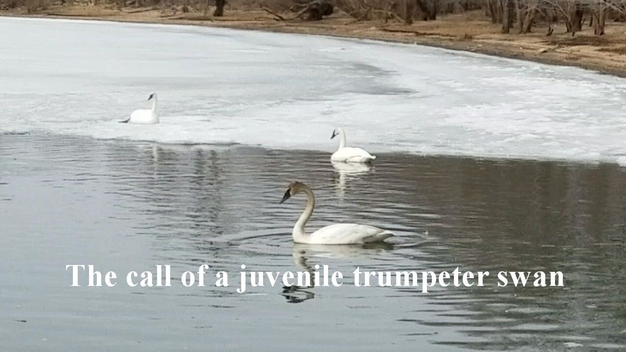 Juvenile Trumpeter Swan Call- video