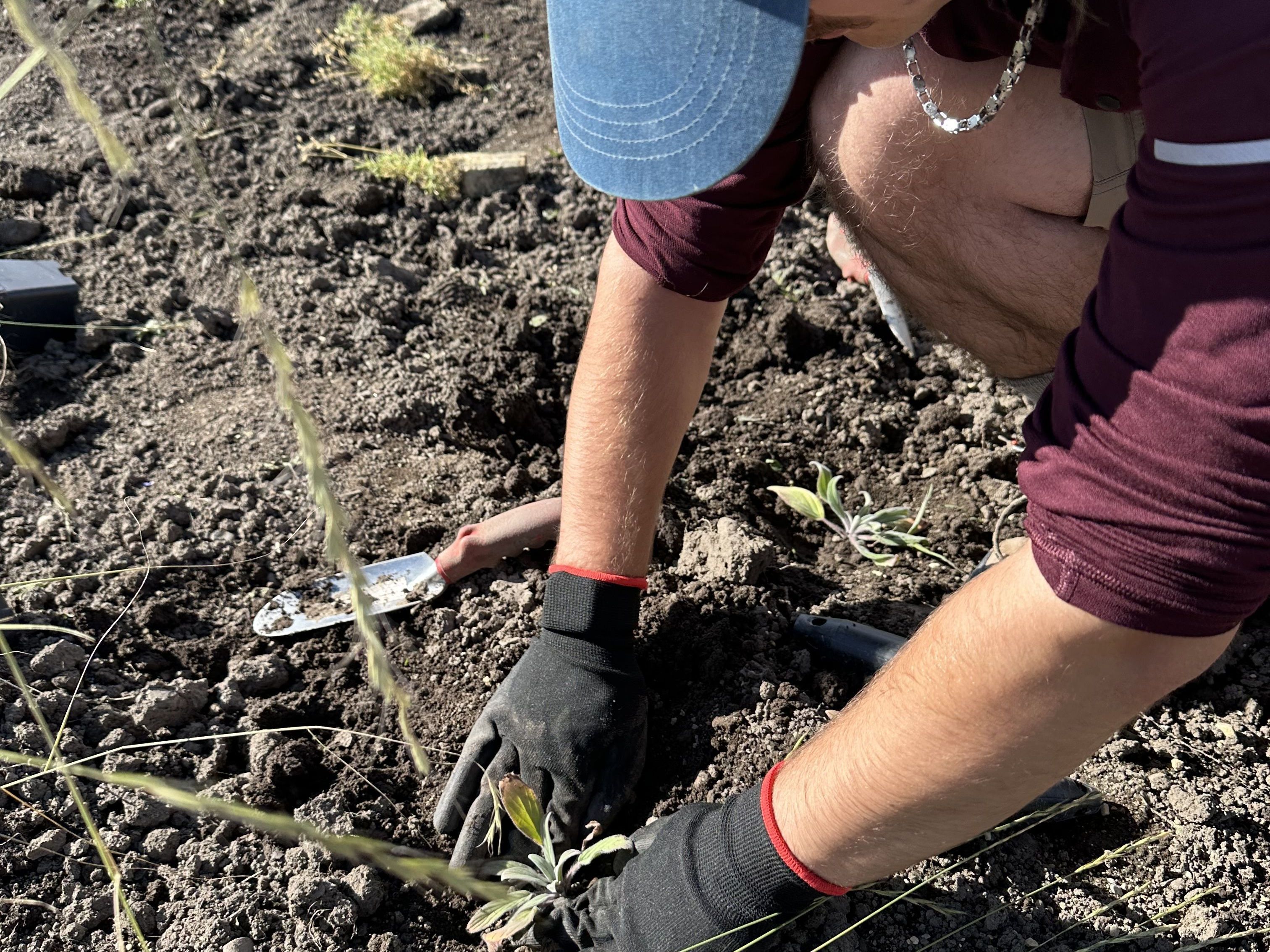 A volunteer plants a native seedling