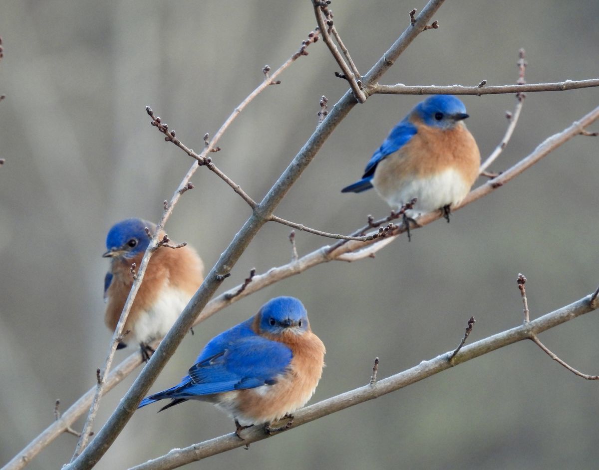 Eastern Bluebirds by Marjorie Vorhaben 
