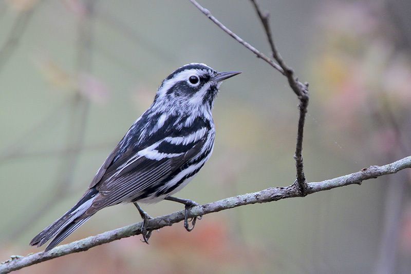 Black-and-white Warbler