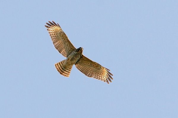 Red-shouldered Hawk