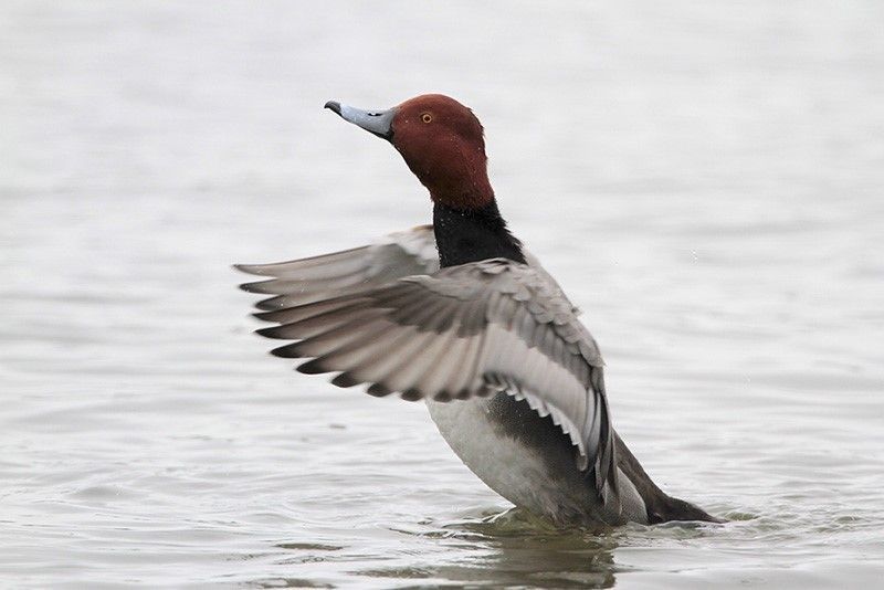 Redhead (male)