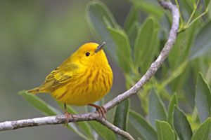 Beak of the Week: Yellow Warbler